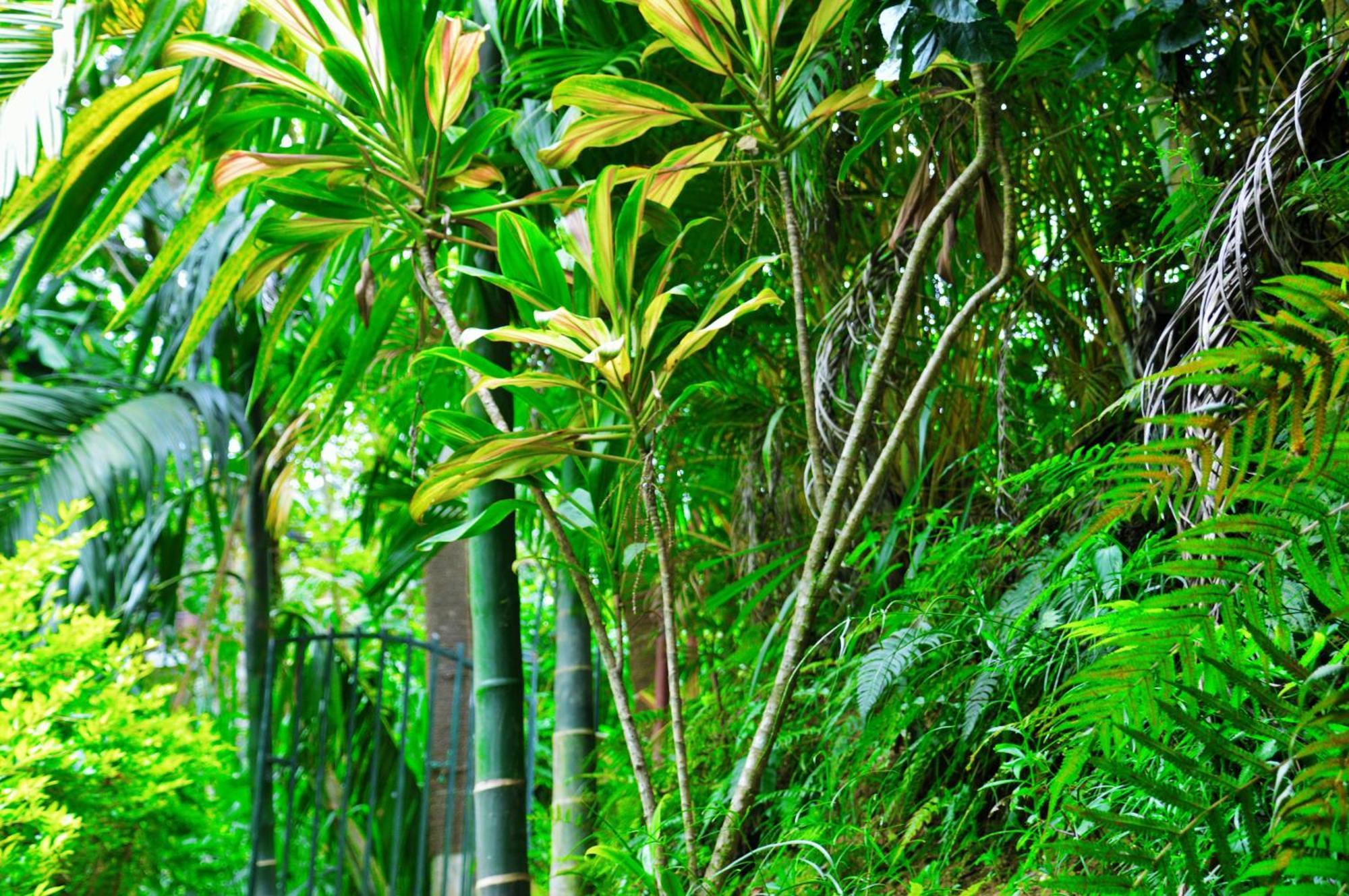 Green Cottage Ella Eksteriør bilde